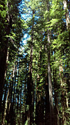 Stout Grove Photograph by K Bradley Washburn