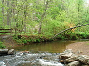 Stream Resting Place Photograph by Allen Nice-Webb