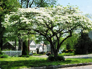 Street With Dogwood Photograph by Susan Savad Street With Dogwood Photograph by Susan Savad