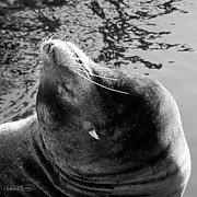 Stretch, Black and White Photograph by Adam Morsa Stretch, Black and White Photograph by Adam Morsa