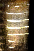 Stripes and Texture Photograph by Todd Blanchard