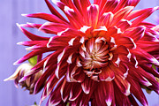 Stunning Dahlia Photograph by Carole Gordon