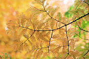 Subtle Shades of Autumn Photograph by Tim Gainey