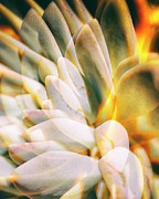 Succulent Double Exposure Photograph by Lawrence Knutsson