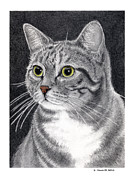 Sugar Bear Drawing by Louise Howarth