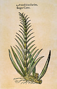 Sugar Cane, 1597 Photograph by Granger Sugar Cane, 1597 Photograph by Granger