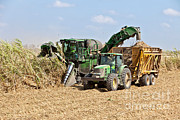 Sugarcane Harvest Photograph by Inga Spence Sugarcane Harvest Photograph by Inga Spence