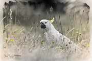 Sulphur Crested Cockatoo Photograph by Chris Armytage