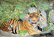 Sumatran Tiger Painting by Yvonne Johnstone
