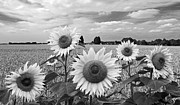 Summertime On The Farm In Black And White Photograph by Gill Billington