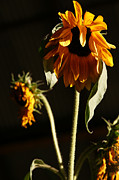 Summer and the Beat of Your Heart Photograph by Linda Shafer