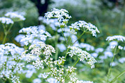 Summer breeze Photograph by Cindy Grundsten