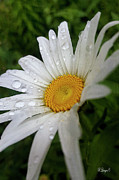 Summer Rain Photograph by Rebecca Langen