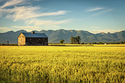 Summer sunset with an old barn and a rye field in rural Montana Photograph by Miroslav Liska