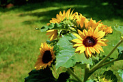 Summertime Daydream Photograph by Mike Smale