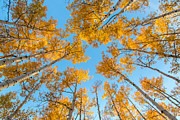 Summit Yellow  Photograph by Kevin Dietrich
