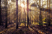 Sun beams in the autumn forest Photograph by Dmytro Korol