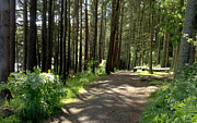 Sun in the forest. Photograph by Elena Perelman