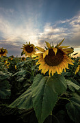 Sun Rays  Photograph by Aaron J Groen