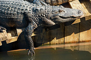 Sunbathing Gator Photograph by Carolyn Marshall