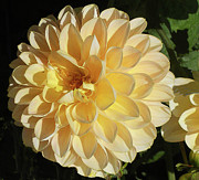 Sunburst Photograph by Joyce Creswell