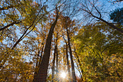 Sunburst through Autumn Trees Photograph by Alissa Beth Photography