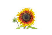 Sunflower 2018-1 Photograph by Thomas Young