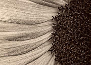 Sunflower Abstract Photograph by Bob Orsillo