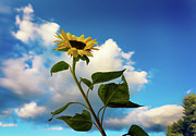 Sunflower Clouds Photograph by Alissa Beth Photography
