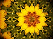 Sunflower Daze Photograph by Duluth To Door County Photography