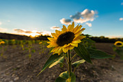 Sunflower Field Photograph by Alissa Beth Photography
