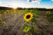 Sunflower Field Sunset Photograph by Alissa Beth Photography
