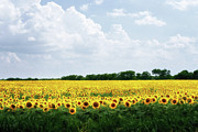 Sunflower Field Painting by Tamyra Ayles Sunflower Field Painting by Tamyra Ayles