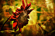 Sunflower Photograph by Lois Bryan
