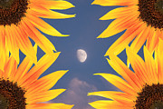 Sunflower Moon Photograph by James BO Insogna