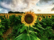 Sunflower People Photograph by Alissa Beth Photography