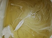 Sunflower seed birds eye view Painting by Gyula Julian Lovas