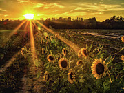 Sunflower Sunrays on Long Island, New York Photograph by Alissa Beth Photography