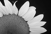 Sunflower Three Quarter Photograph by James BO Insogna