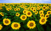 Sunflowers Photograph by Photo Researchers Sunflowers Photograph by Photo Researchers