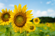 Sunflowers Photograph by Stacy Abbott