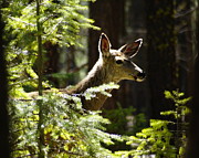 Sunlit Deer Friend Photograph by Ben Upham III