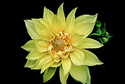 Sunny Dahlia Photograph by Julie Palencia
