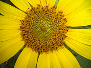Sunny Flower Photograph by John Irons