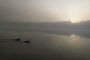 Sunny Lake Fog 2 Photograph by Brad Nellis