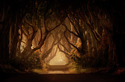 Sunny morning in Dark Hedges Photograph by Jaroslaw Blaminsky Sunny morning in Dark Hedges Photograph by Jaroslaw Blaminsky