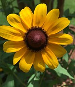 Sunny Photograph by Pamela Henry