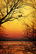 Sunrise Submission Photograph by Rebecca Sherman