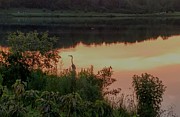 Sunset Heron Photograph by Brad Nellis