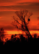 Sunset in Sacramento Photograph by Pat Moore